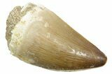 Fossil Mosasaur (Thalassotitan) Tooth - Morocco #364059-1